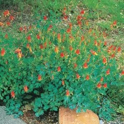 Arizona Columbine -Green Haven Sales 20816 aquilegia desertorum