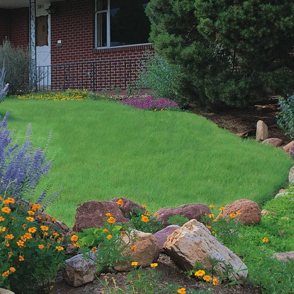 Legacy® Buffalo Grass Plugs 4 Legacy® Buffalo Grass Plugs - Image 2