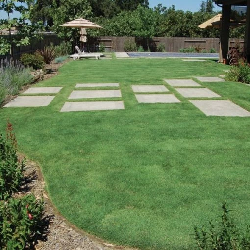 UC Verde® Buffalo Grass Plugs -Green Haven Sales 27058 buffalo grass verde
