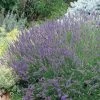 Grosso French Lavender -Green Haven Sales 63152 lav grosso 07