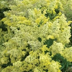 Front Page -Green Haven Sales 91924 solidago little lemon