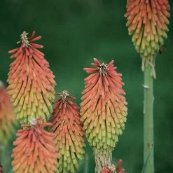 Fire Dance Red Hot Poker 9 Fire Dance Red Hot Poker -Green Haven Sales 96488 kniphofia hirsuta fire dance