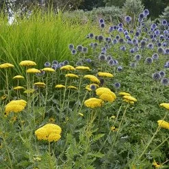 Coronation Gold Yarrow -Green Haven Sales achillea coronation gold yarrow globe thistle garden
