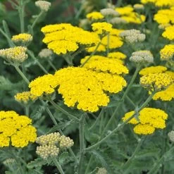 Moonshine Yarrow -Green Haven Sales achillea moonshine yarrow 1