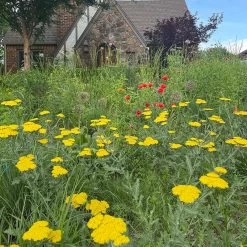 Moonshine Yarrow -Green Haven Sales achillea moonshine yarrow 3