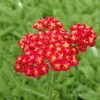 Red Velvet Yarrow -Green Haven Sales achillea red velvet yarrow garden