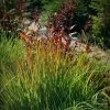 Rain Dance Big Bluestem Grass 1 Rain Dance Big Bluestem Grass -Green Haven Sales adropogon gerardii rain dance 1
