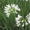 White Lily Of The Nile (Agapanthus) -Green Haven Sales agapanthus cold hardy white close up