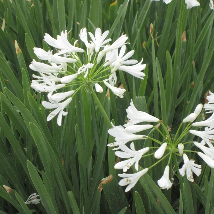 White Lily Of The Nile (Agapanthus) 3 White Lily Of The Nile (Agapanthus)