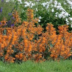 Apricot Sprite Agastache -Green Haven Sales agastache agastache apricot sprite walters gardens cropped