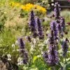 Black Adder Agastache -Green Haven Sales agastache black adder 1