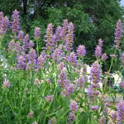 Blue Blazes Agastache -Green Haven Sales agastache blue blazes 1