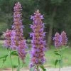 Blue Blazes Agastache -Green Haven Sales agastache blue blazes 2