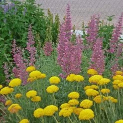 Desert Solstice Agastache -Green Haven Sales agastache desert solstice achillea gold plate