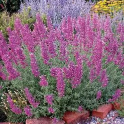 Desert Solstice Agastache -Green Haven Sales agastache desert solstice bush