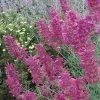 Desert Solstice Agastache -Green Haven Sales agastache desert solstice flowers