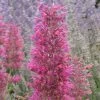 Desert Sunrise® Agastache