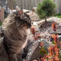 Kudos™ Mandarin Agastache -Green Haven Sales agastache kudos mandarin 2