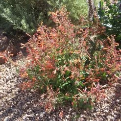 Kudos™ Mandarin Agastache -Green Haven Sales agastache kudos mandarin 3