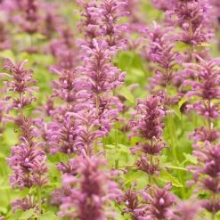 Agastache Neomexicana