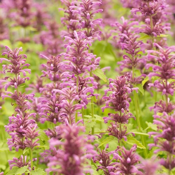 Agastache Neomexicana 3 Agastache Neomexicana