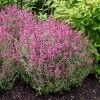 Rosie Posie Agastache -Green Haven Sales agastache rosie posie 1