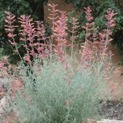 Agastache Rupestris -Green Haven Sales agastache rupestris 11825 3