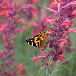 Agastache Rupestris -Green Haven Sales agastache rupestris pollinators