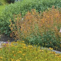 Apricot Sprite Agastache -Green Haven Sales agastache agastache apricot sprite walters gardens 1 cropped 1 1