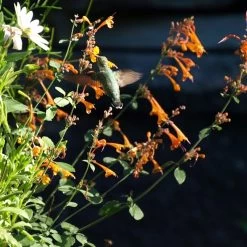 Apricot Sprite Agastache -Green Haven Sales agastache apricot sprite close up w humingbird cropped
