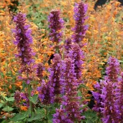 Blue Boa Agastache -Green Haven Sales agastache blue boa 1b 1 with apricot sprite 2