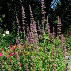 Agastache Neomexicana 7 Agastache Neomexicana -Green Haven Sales agastache neomexicana in the garden