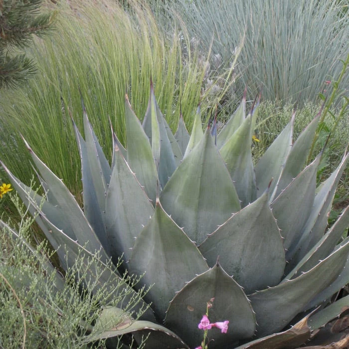 Havard's Century Plant (Agave) 5 Havard's Century Plant (Agave) - Image 3