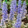 Silver Queen Ajuga