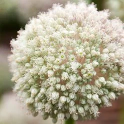 Front Page -Green Haven Sales allium ampeloprasum pin pong white