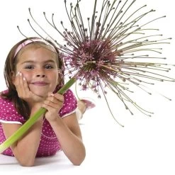 Schubert's Allium -Green Haven Sales allium schubertii kid cropped