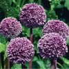 Summer Drummer Allium -Green Haven Sales allium summer drummer 14455 web