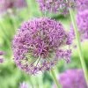 Violet Beauty Allium 1 Violet Beauty Allium -Green Haven Sales allium violet beaut 3 cropped