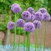 Gladiator Allium -Green Haven Sales alliumgladiator2 1