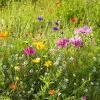 Dry Area Wildflower Seed Mix -Green Haven Sales allysum cosmos coreopsis red poppy meadow