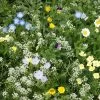 Alternative Lawn Wildflower Seed Mix -Green Haven Sales alternative lawn wildflower seed mix 6 1
