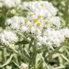 New Snow Pearly Everlasting (Anaphalis)