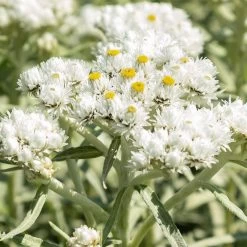 New Snow Pearly Everlasting (Anaphalis)