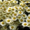 Susanna Mitchell Marguerite Daisy (Anthemis) -Green Haven Sales anthemis tinctoria 19981 2