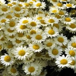 Susanna Mitchell Marguerite Daisy (Anthemis)