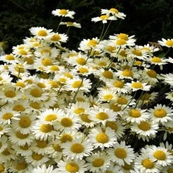 Susanna Mitchell Marguerite Daisy (Anthemis) -Green Haven Sales anthemis tinctoria 19981