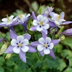Rocky Mountain Columbine -Green Haven Sales aquilegia caerulea rocky mountai