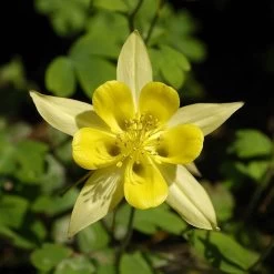 Golden Spur Columbine -Green Haven Sales aquilegia chrysantha golden spur
