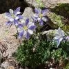 Rocky Mountain Columbine