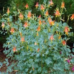 Arizona Columbine -Green Haven Sales aquilegia desertorum in flwr